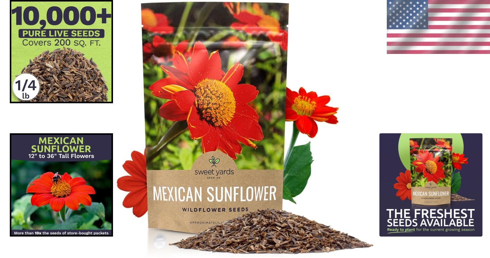 Bulk Quarter Pound Bag of Mexican Sunflower Seeds – 10,000+ Non-GMO Wildflowe…