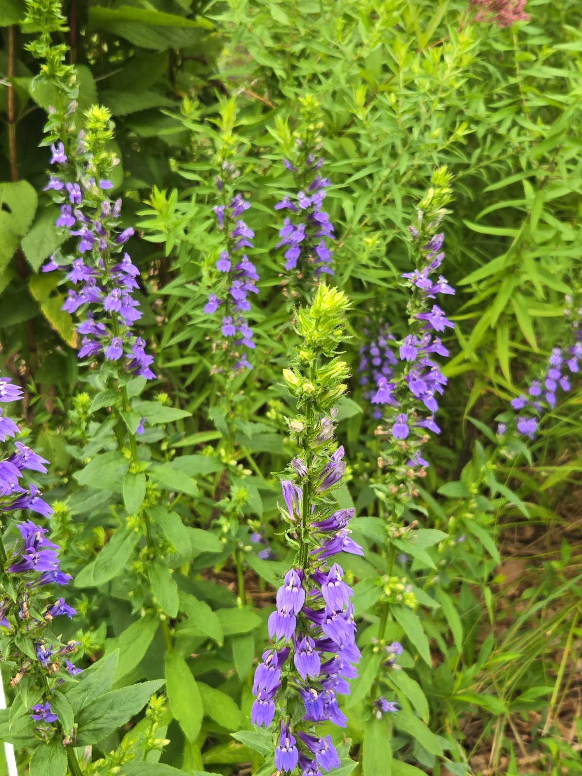 1 GRAM + Great Blue Lobelia/Lobelia siphilitica/ORGANIC/10000 + seeds/Native US/