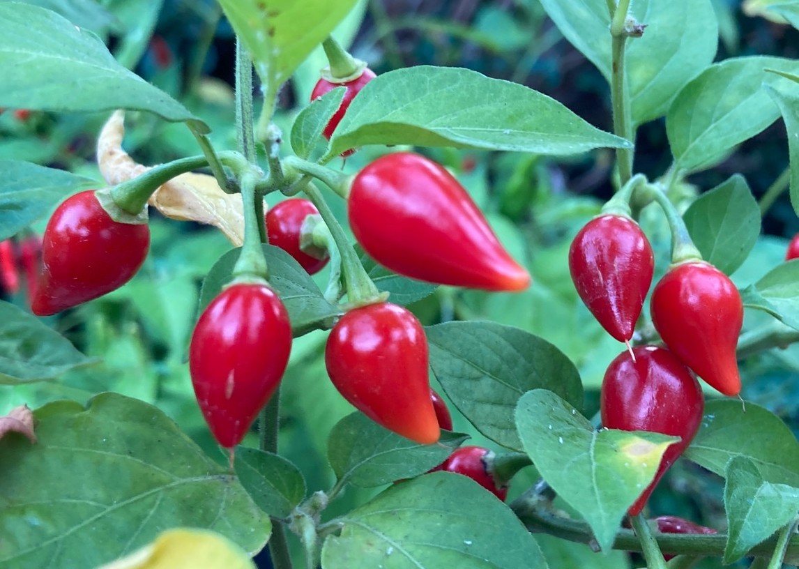 20 Fresh Harvest of 2025 Authentic Biquinho Red Prime Pepper Seeds-B 10