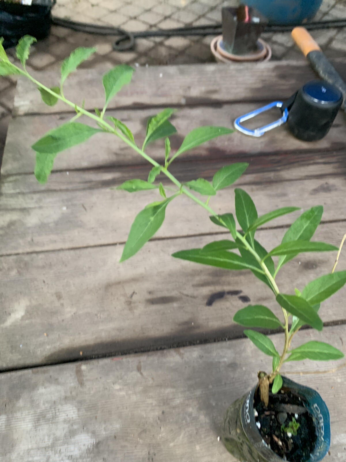 Phoenix Tears Goji Berry 2.5” container, dormant, no leaves