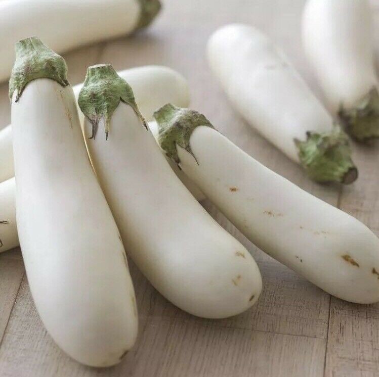 White Long Eggplant Seed 15 Seeds Solsnum Melongena Vegetable Seeds