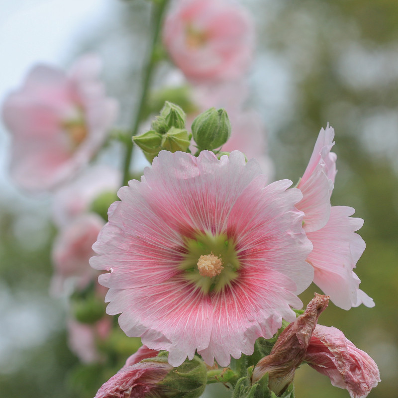 45+ Hollyhock Seeds, Heirloom Seeds, Alcea Rosea, Flowers Perennial Flowers Seed