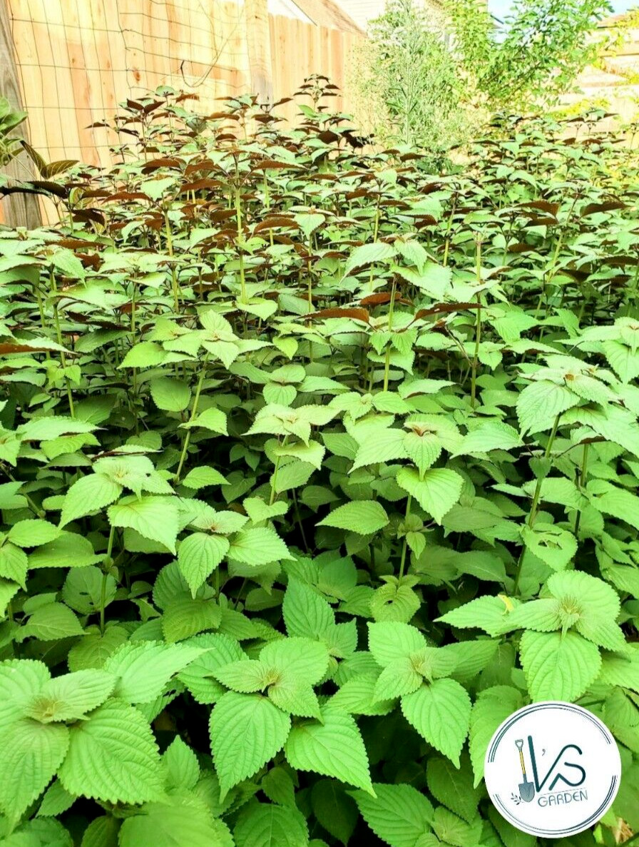 700+ SHISO, PERILLA, ZISU SEEDS, TÍA TÔ, JAPANESE BASIL | NON-GMO, FREE SHIP |