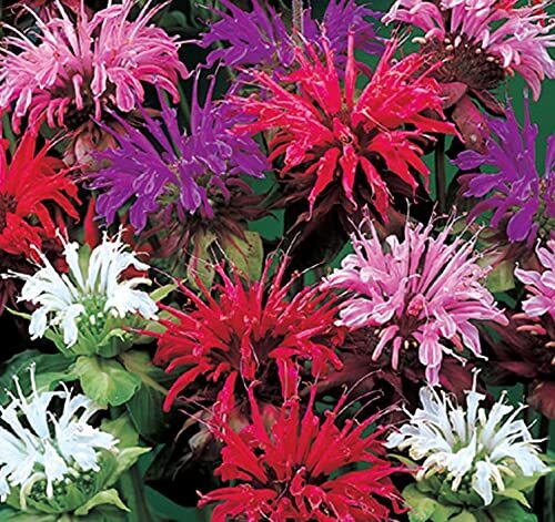 50 Bee Balm Flower Seeds – Monarda Didyma Mixed Color Seeds – Ships from Iowa, U
