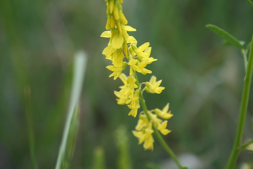 3 LB Yellow Blossom Sweet Clover Seeds Bees Wildlife Pastures Hay