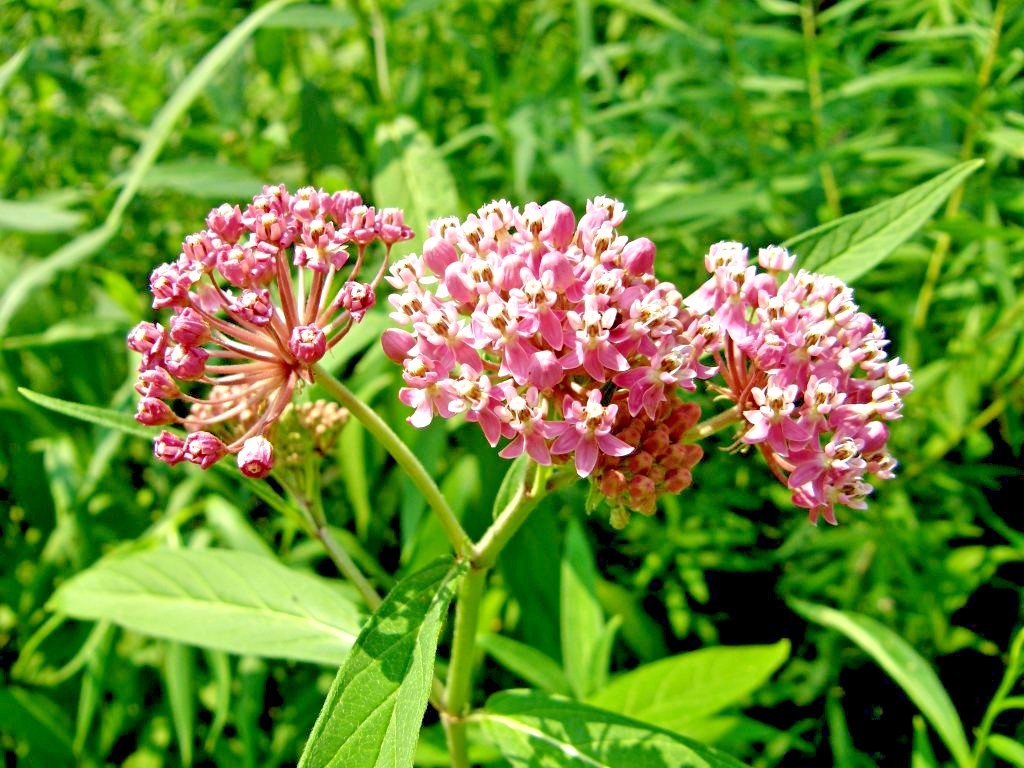 51+SWAMP ROSE MILKWEED Seeds Native Wildflower Patio Container Flower Garden