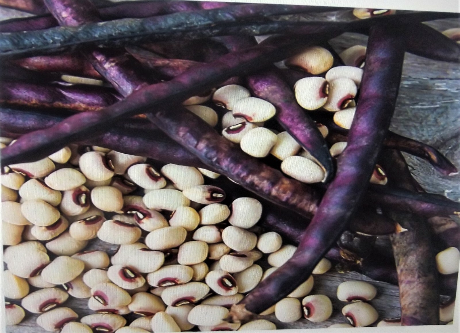 5 lb Mississippi Pinkeye 2 Purple Hull Pea Cowpea Germ: 80% Benefits St. Jude