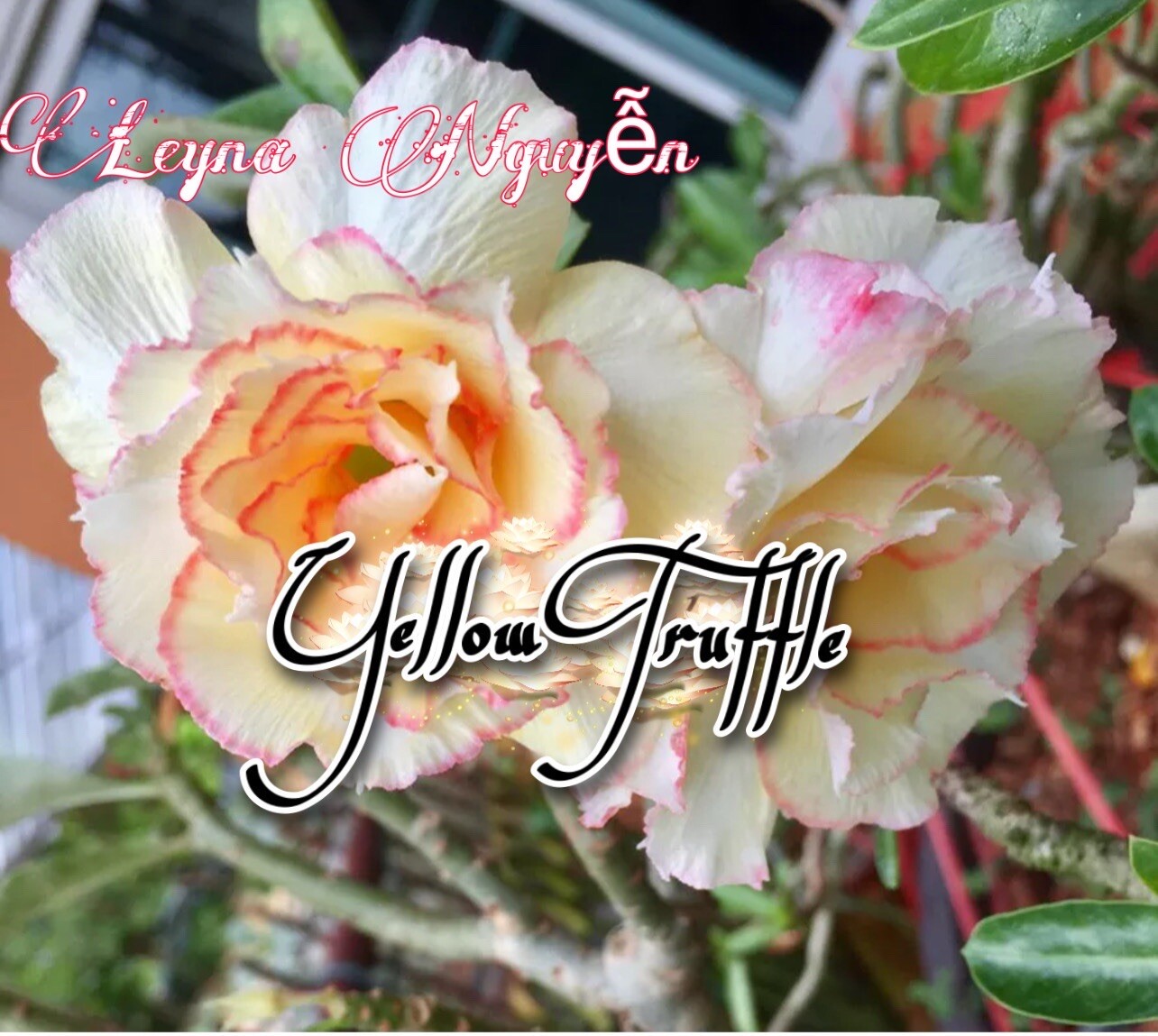 15 Desert Rose Seed Yellow-Pink. Very Pretty. NO SHIPPING PUERTO RICO.