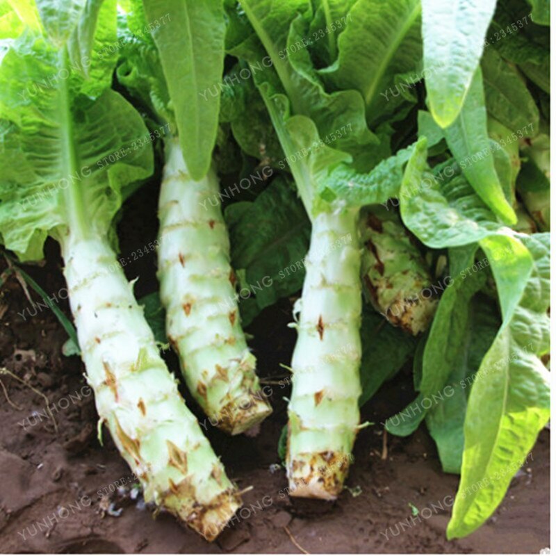 50 Asian Celtuce Asparagus Stem Lettuce 莴笋种子, FREE SHIPPING