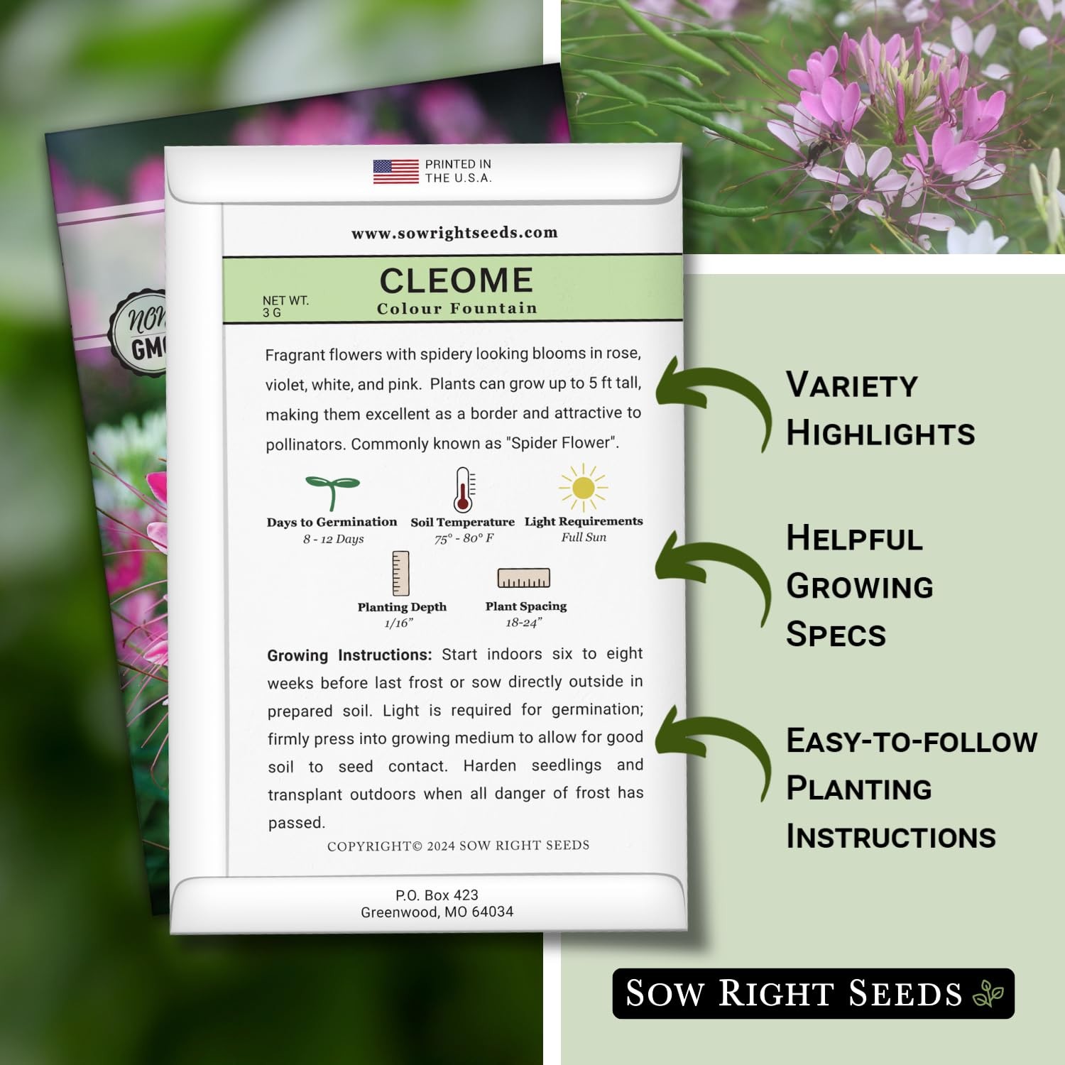Cleome Seeds for Planting Outdoors – Non-GMO Spider Flower – Annual Garden