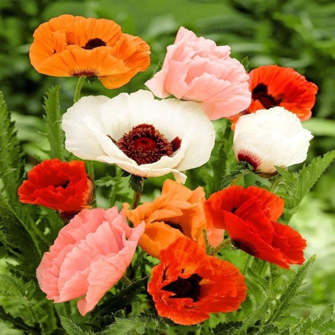 200+ Oriental Mixed Colors Poppy Seeds for Garden – USA – FREE SHIPPING!