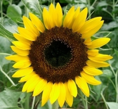 SUNFLOWER Taiyo 10 seeds