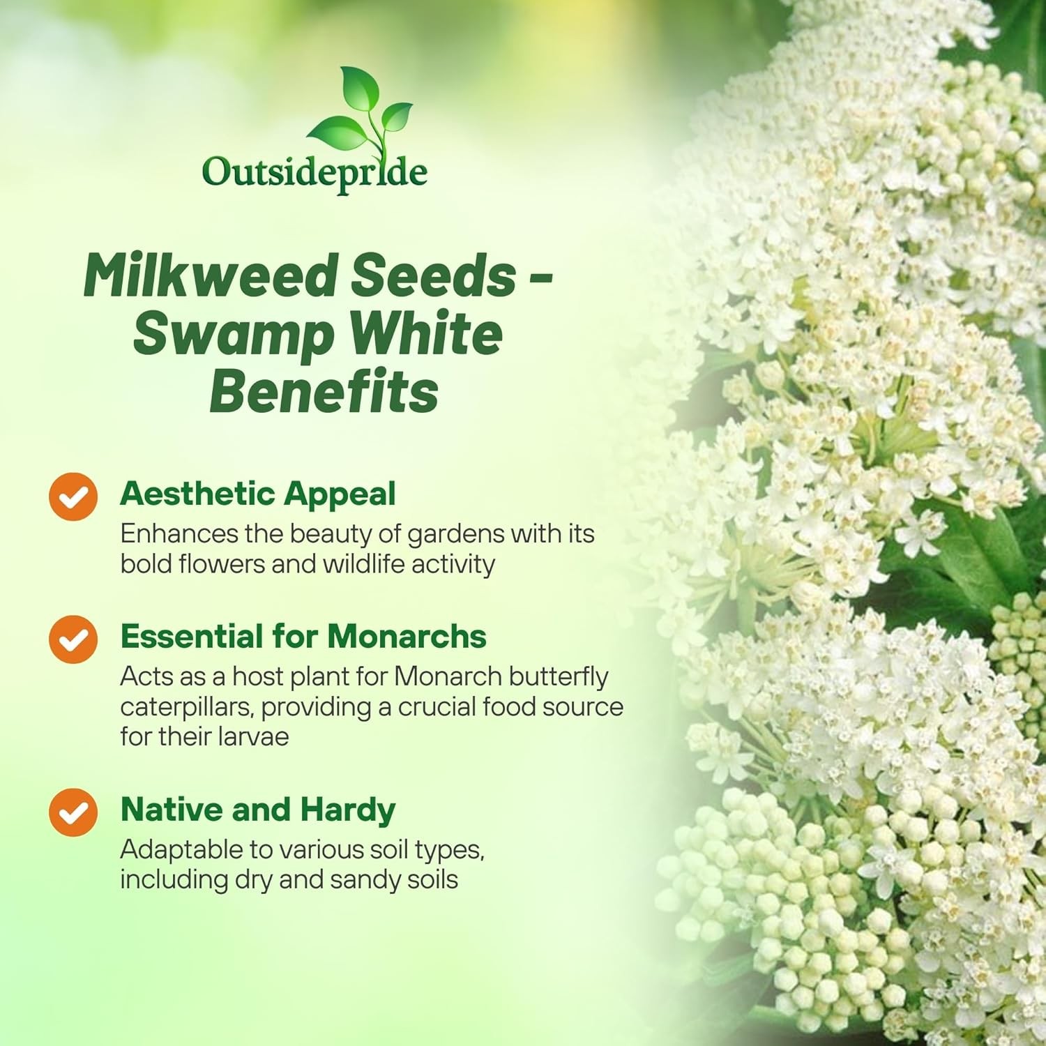 1000 Seeds Swamp Milkweed Seed – Asclepias Incarnata White Flower Seeds