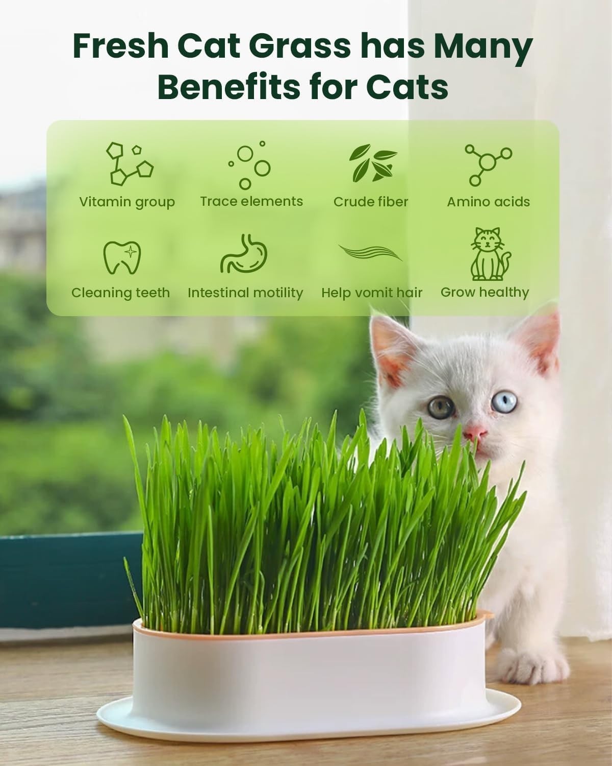 Wheat Grass for Cats – 3-Pack Seed Kit for Quick Germination & Digestive Health