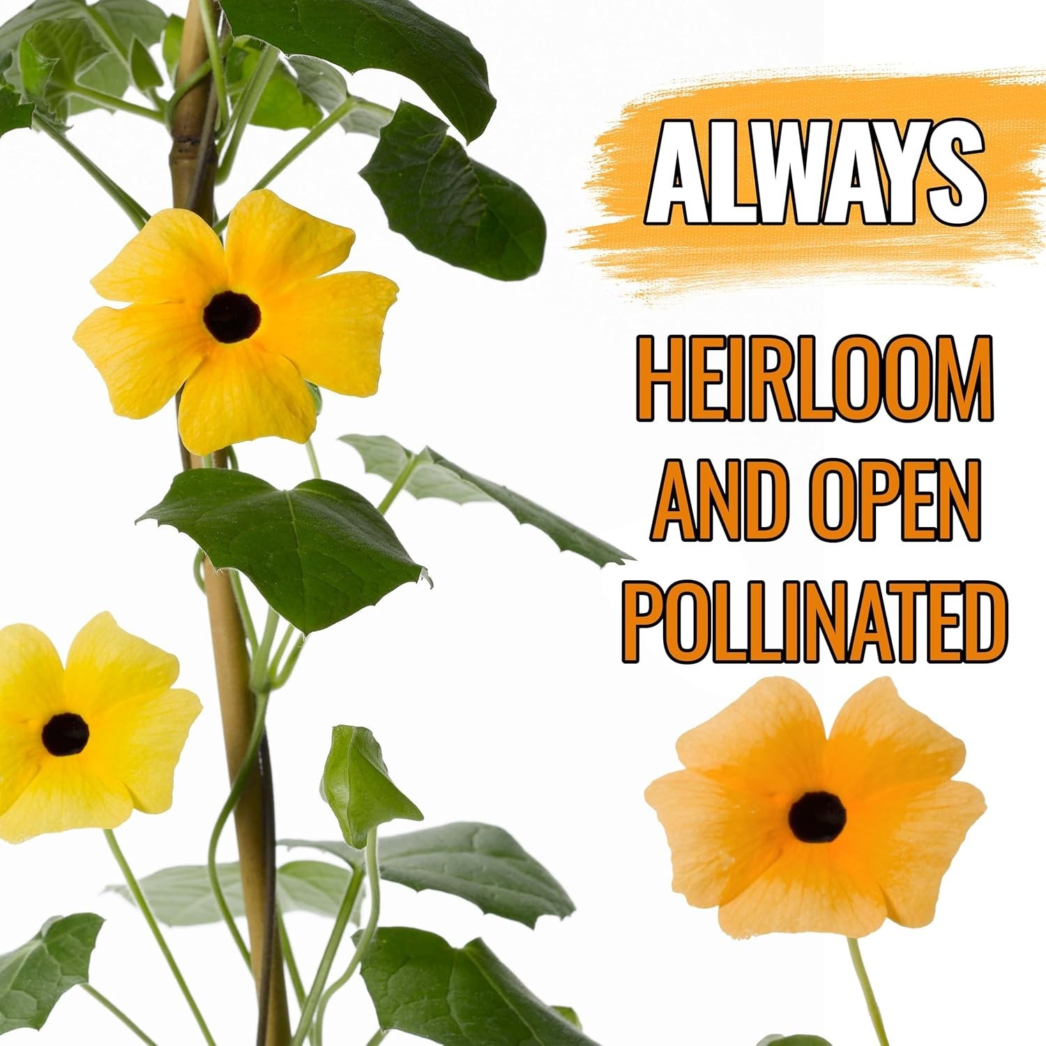 Black-Eyed Susan Vine Seeds – 100 Heirloom Seeds for Planting Thunbergia alat…