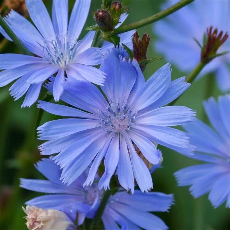 Chicory Seeds for Planting – Blue Wildflower Perennial, Attracts Pollinators