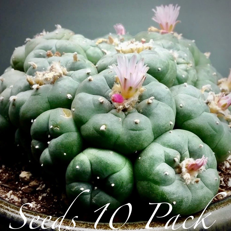 RARE SEEDS (10pk) L. “RIO GRANDE” x10 (Ten) Cactus US SELLER