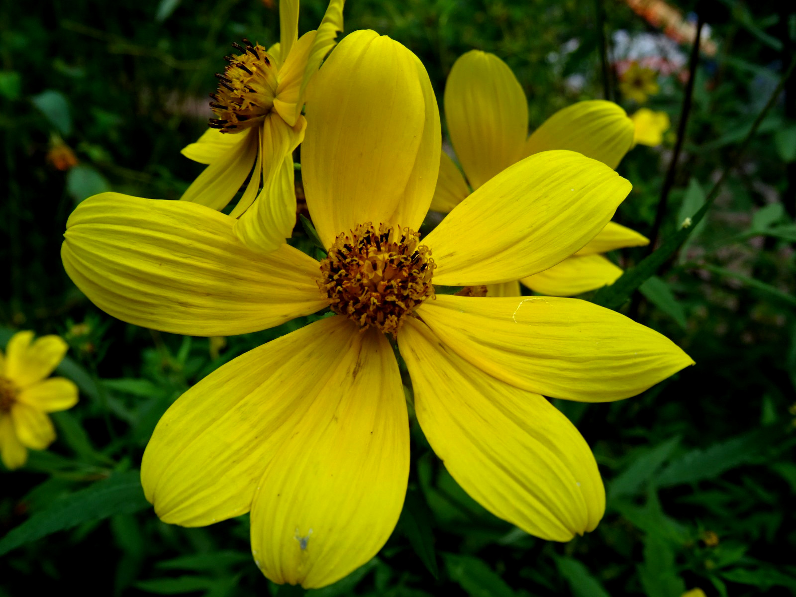 Tall Swamp Marigolds Bidens aristosa Native Annual Wildflower seeds from 2023
