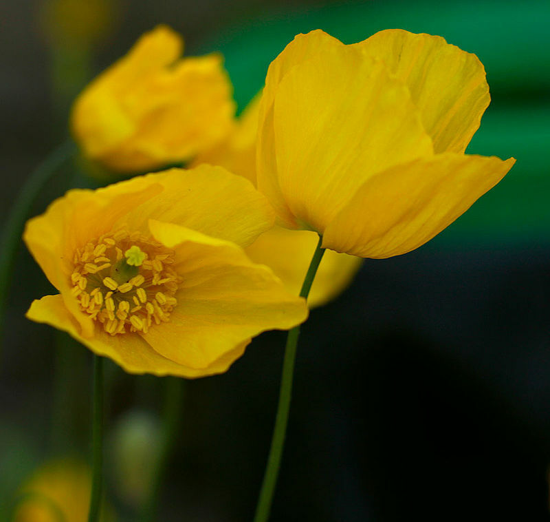 Welsh poppy 150+ seeds, orange and yellow mixed, hardy, meconopsis cambrica