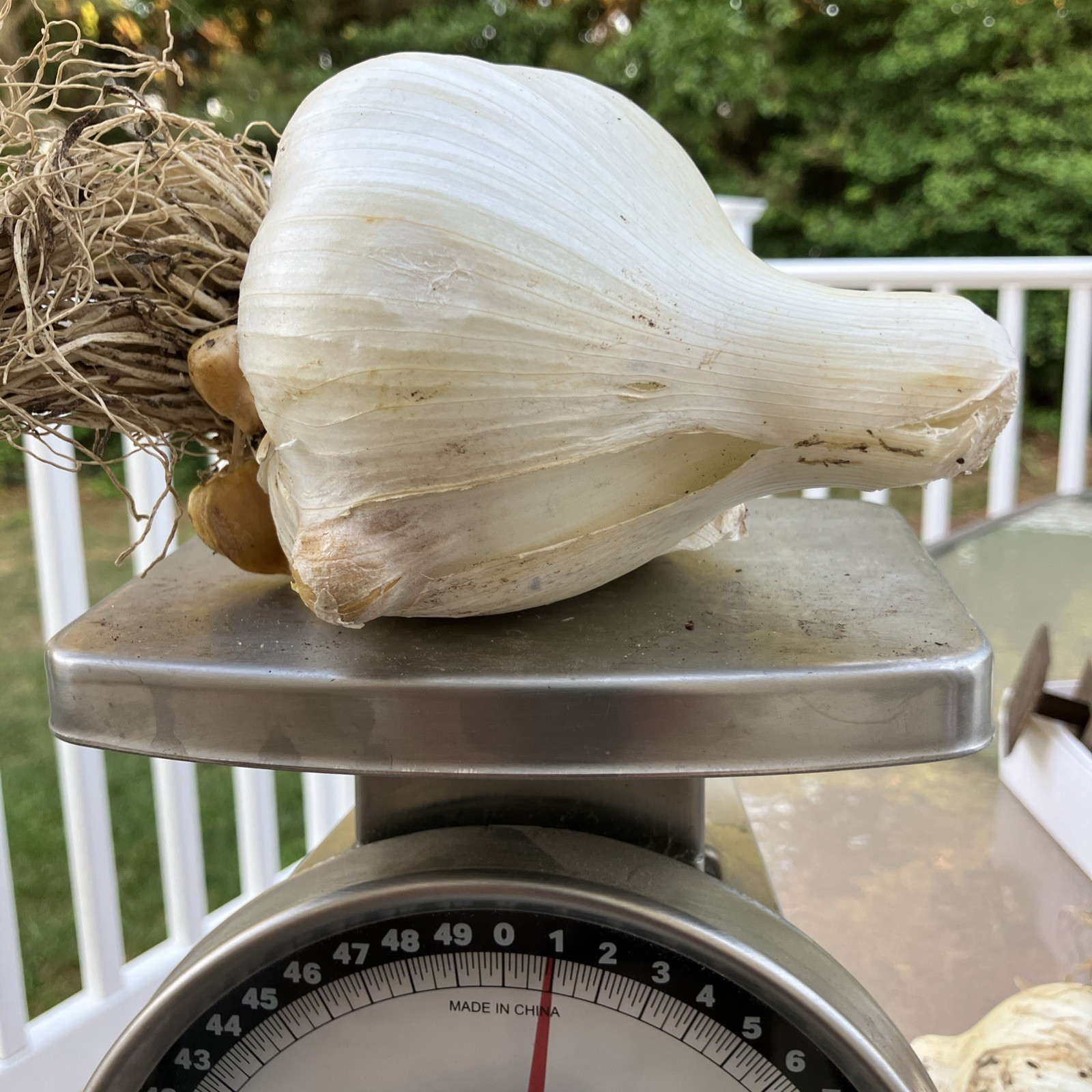 Fresh Pulled Elephant Garlic- Great To Cook/ Plant 1 XXLarge Softball Size Bulb