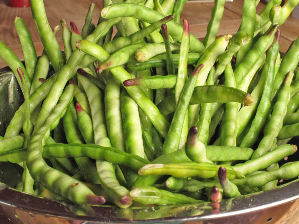 Black-Eyed Pea Seeds | California No. 5 Cowpea Southern Field Cowpea Seed 2024