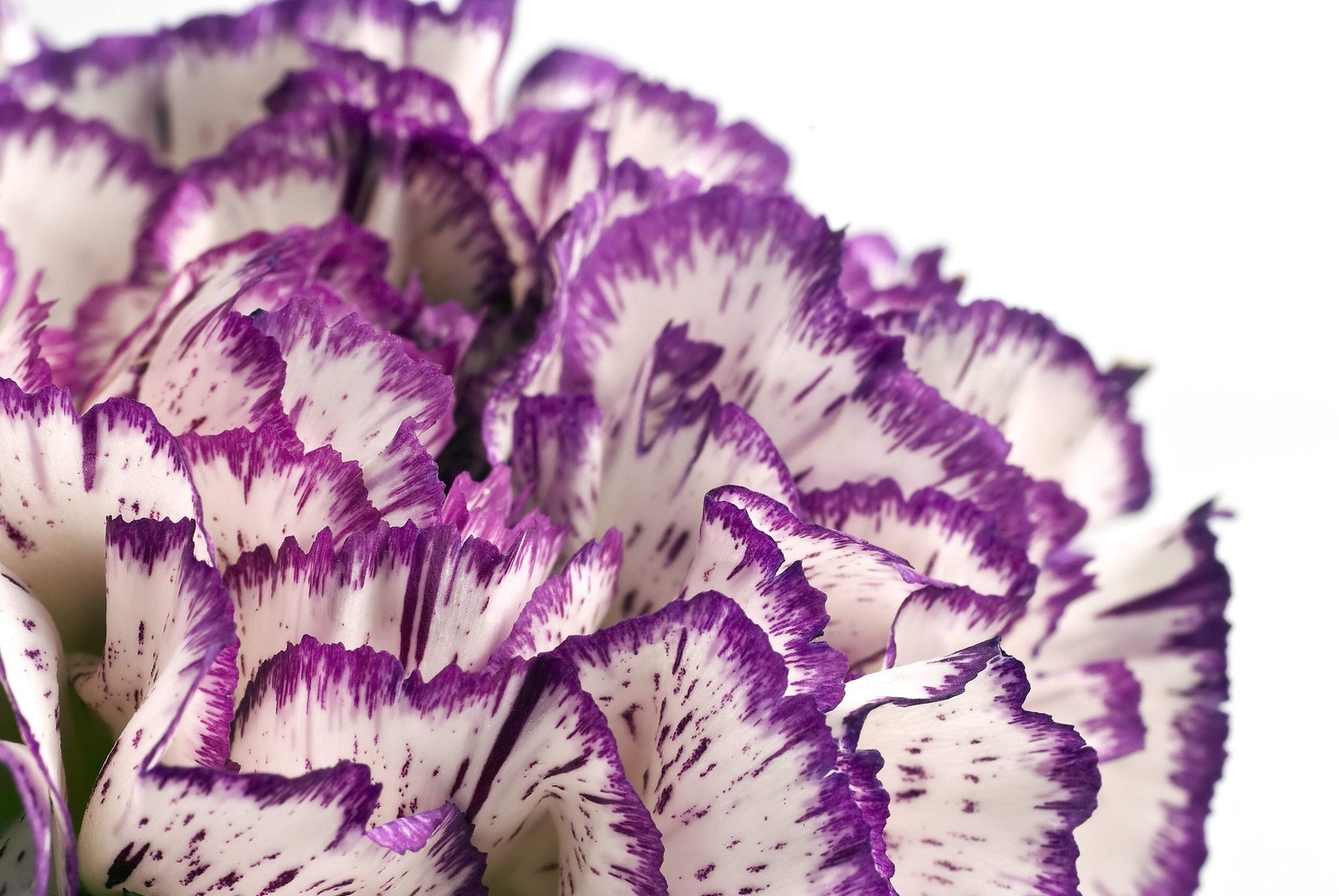 50 PICOTEE MIX CARNATION Dianthus Caryophyllus Bicolor Striped Flower Seeds
