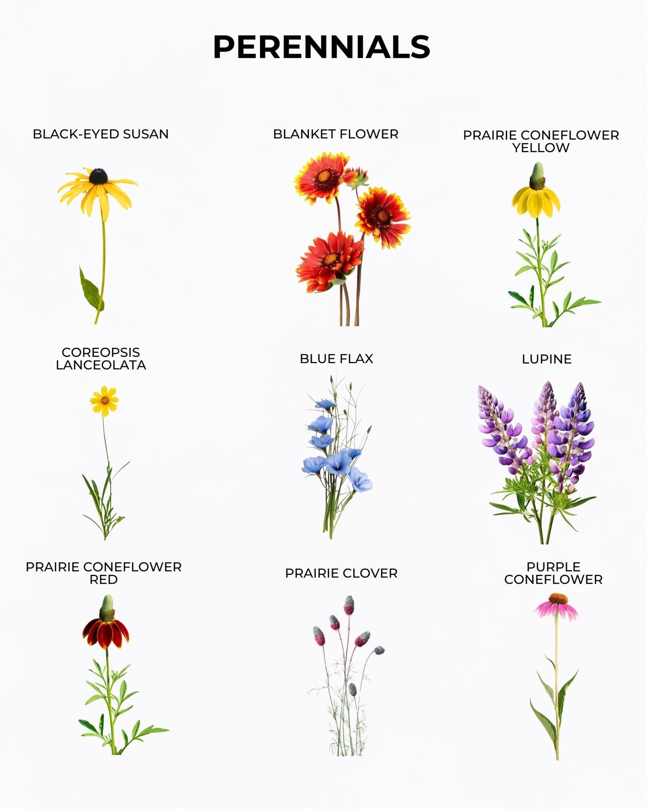 Best Tactiko Garden 26 Wildflower Seeds Mix 120,000+ 4 oz Save the Bees Seeds