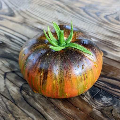 10 seeds Rebel Starfighter Dippers Delight DWARF Tomato Rare ORGANIC Variety