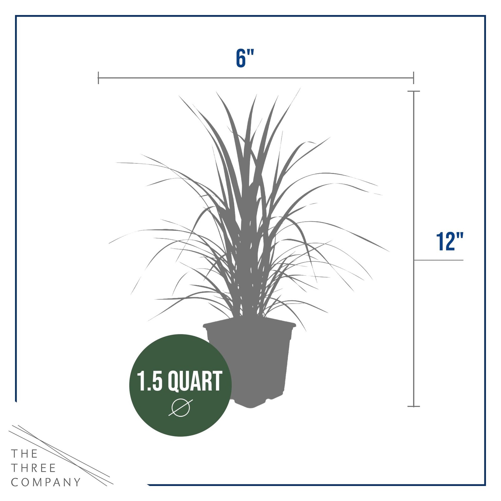 White Pampas Grass 2 Pack 10 Tall Perennial Accent Plant in 1.5 Qt Pot