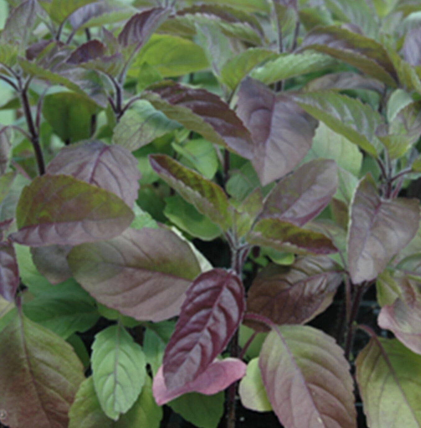 RED TULSI BASIL SEEDS 200+ RED LEAF HOLY BASIL garden HERB non-gmo FREE SHIPPING