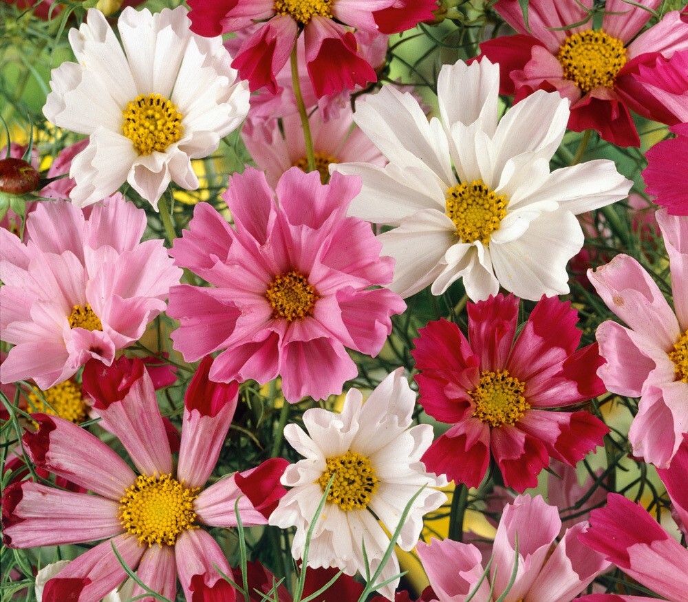 50 Cosmos Seashells Mix seeds