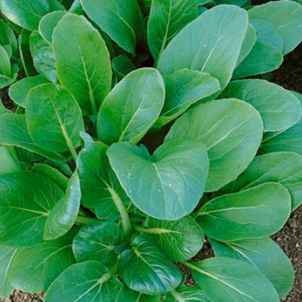 1oz Black Knight Tatsoi Mustard Seeds Asian Greens Heirloom (Appx 15,000 Seeds)