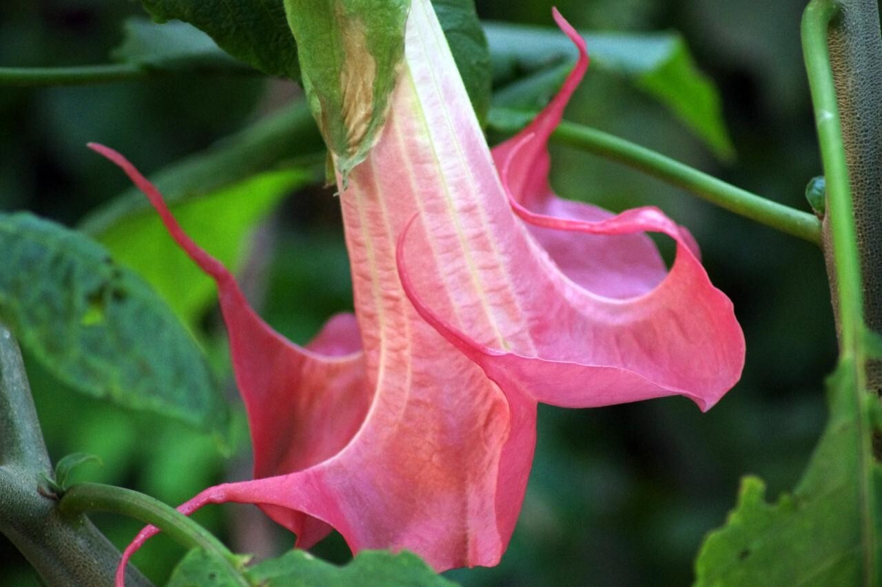 10 Bubble Gum Angel Trumpet Seeds Flowers Seed Flower Brugmansia Datura 631 USA