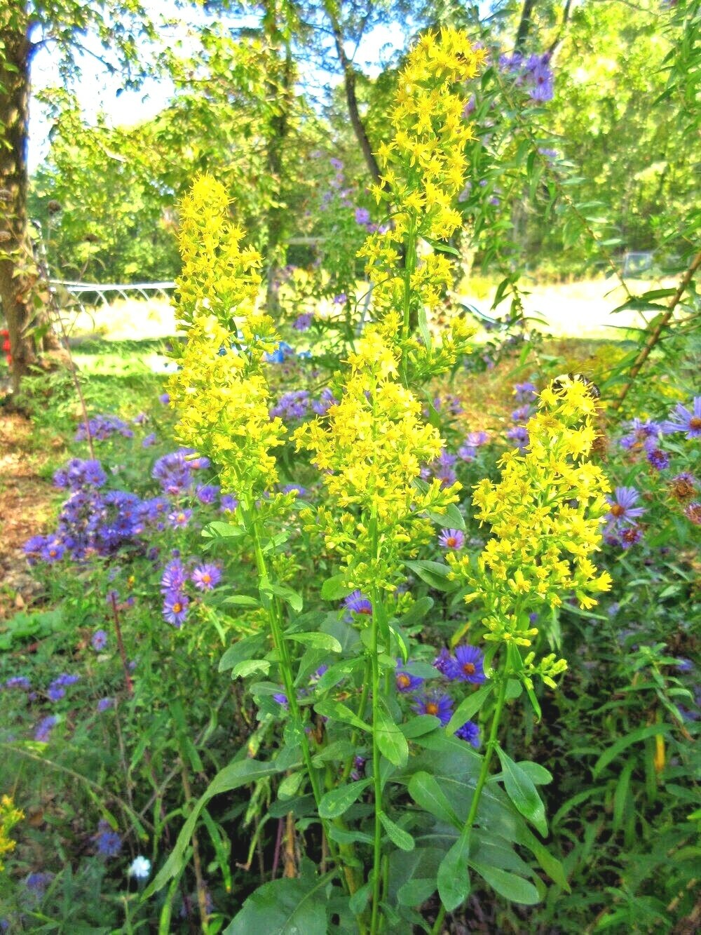 101+SHOWY GOLDENROD Seeds Perennial Native Wildflower Pollinators Autumn Flowers