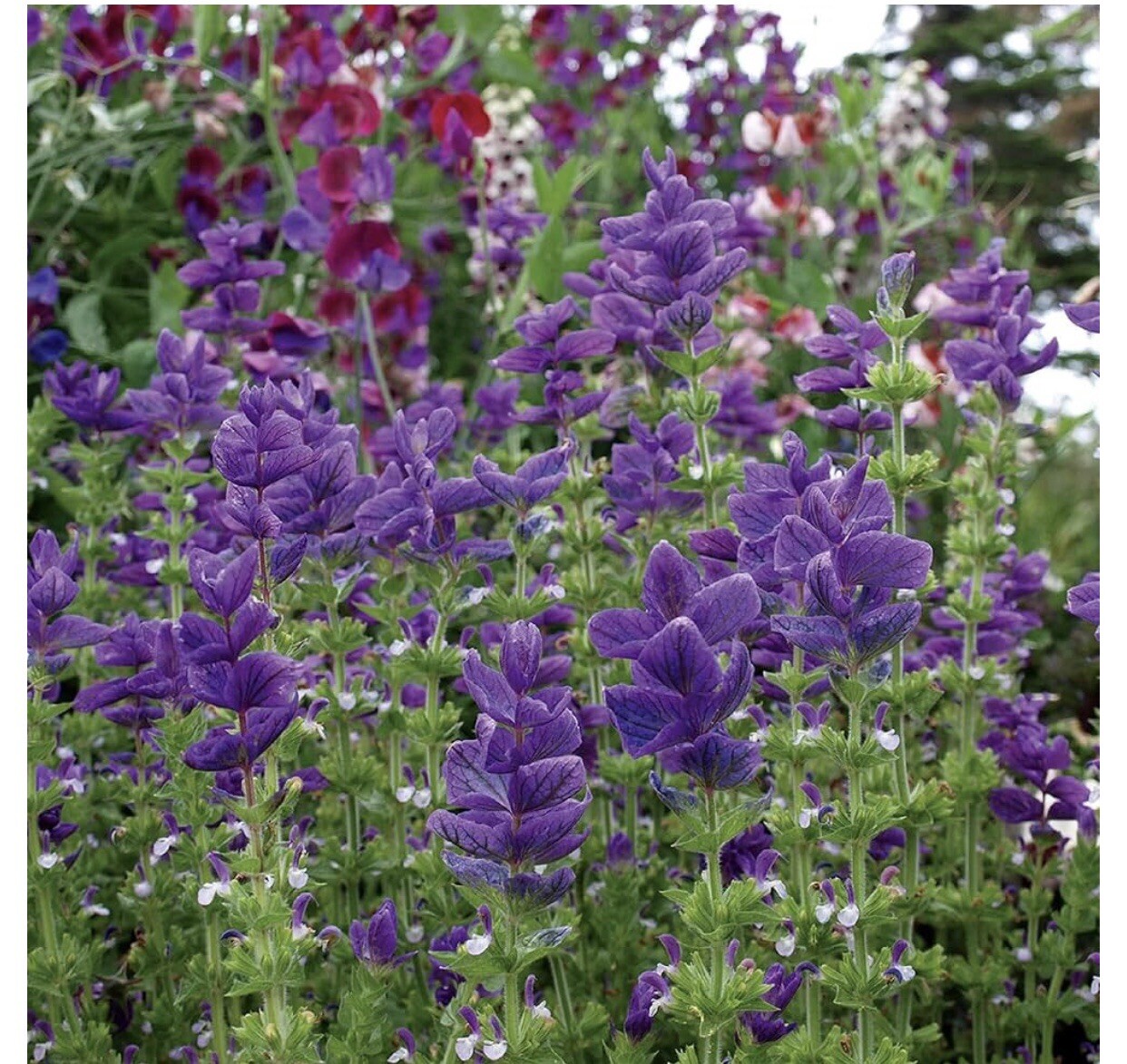 50 BLUE Monday CLARY SAGE Salvia Viridis Horminum Herb Flower Seeds