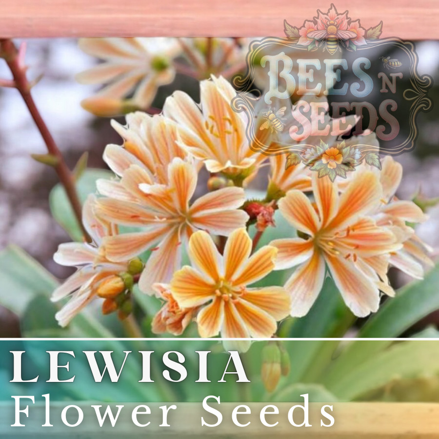 Caramel Flair Lewisia Seeds 35 or 100 Seeds Flower, Flower Seeds, Non GMO Garden