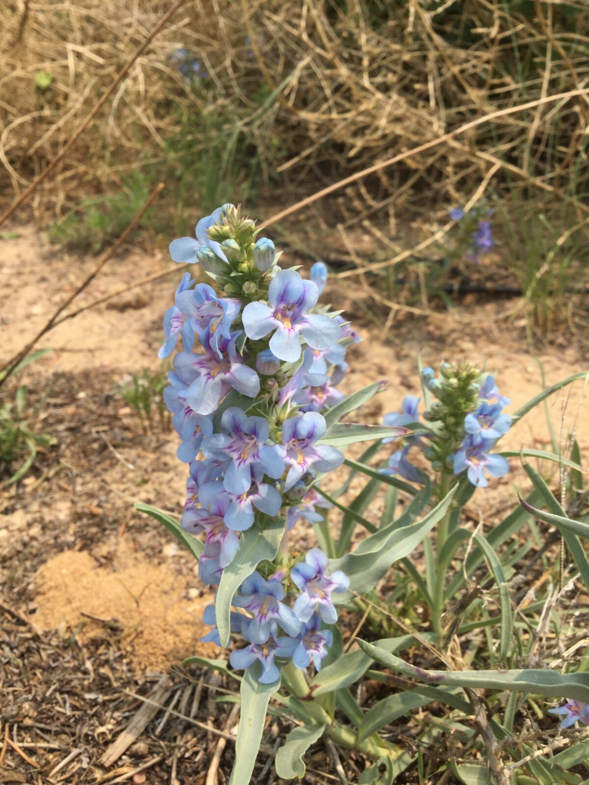 Penstemon angustifolius Seeds, Narrowleaf Beardtongue