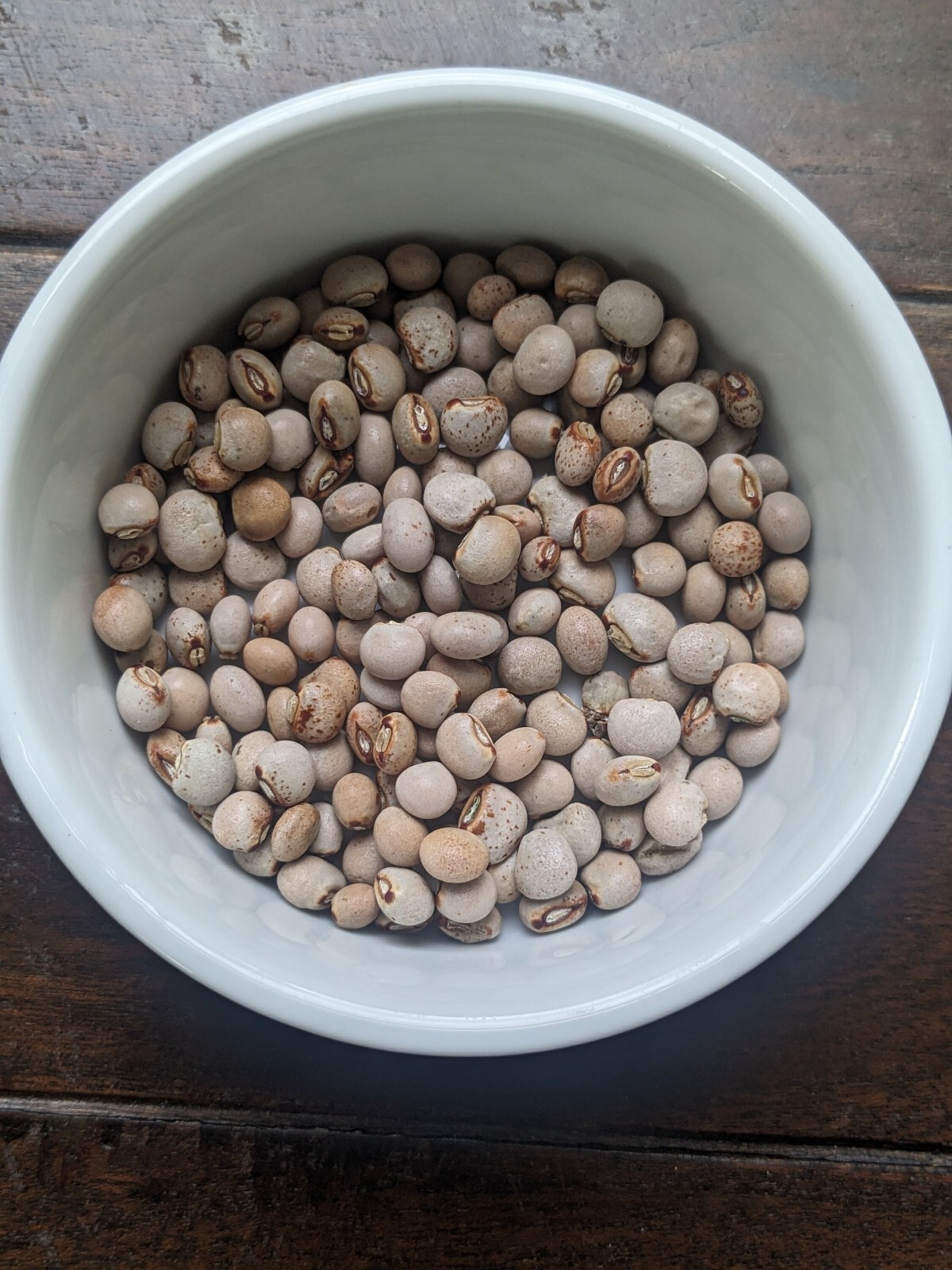 25-50 Pigeon Peas Seeds, “Gandules” (Cajanus cajan) NON-GMO Great Quality Seeds
