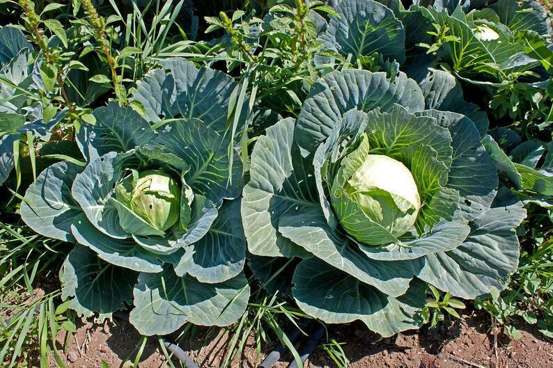 BRUNSWICK CABBAGE 250 SEEDS FRESH FOR GARDENS