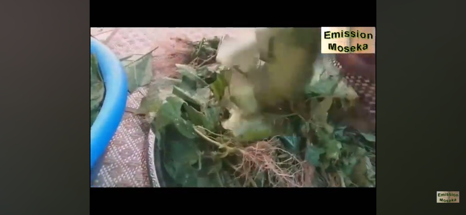 50 Seed BILOLO SEEDS for Planting In The Garden