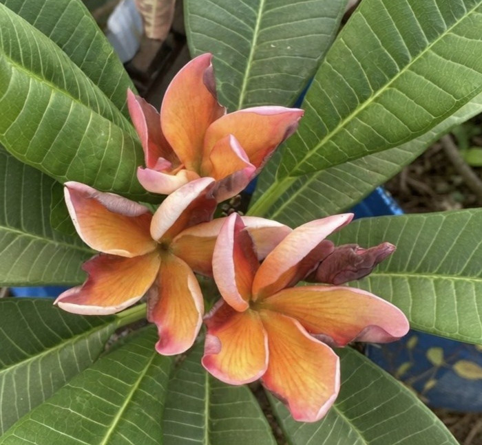 Siam Classic Plumeria (5 Seeds) Easy Grow Hawaiian