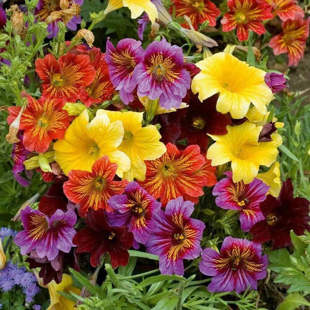 Salpiglossis Painted Tongue – Velvet Dolly – 50 Seeds