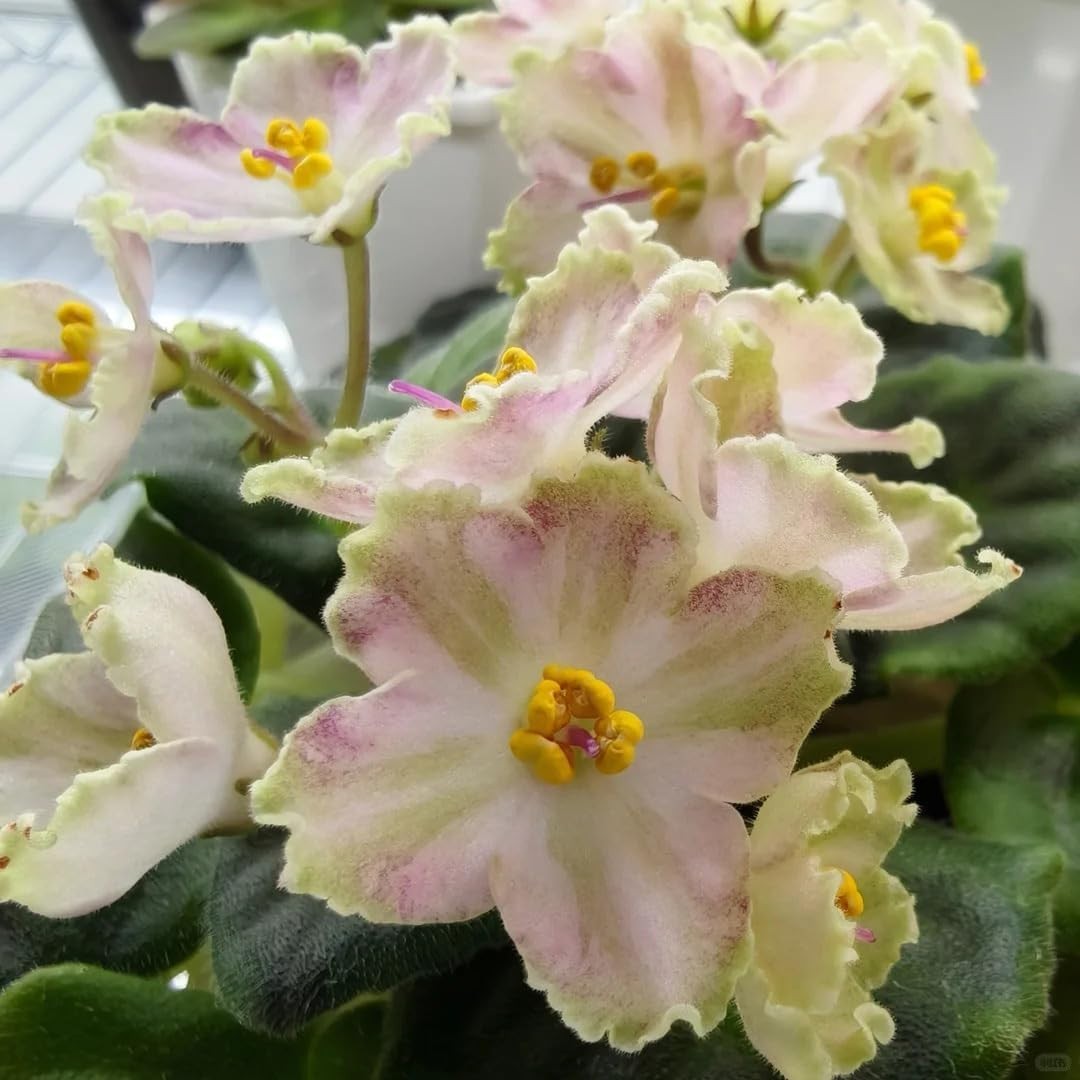 50 Saintpaulia Flower Seeds for Planting, Mixed Color Rare African Violet Seed,