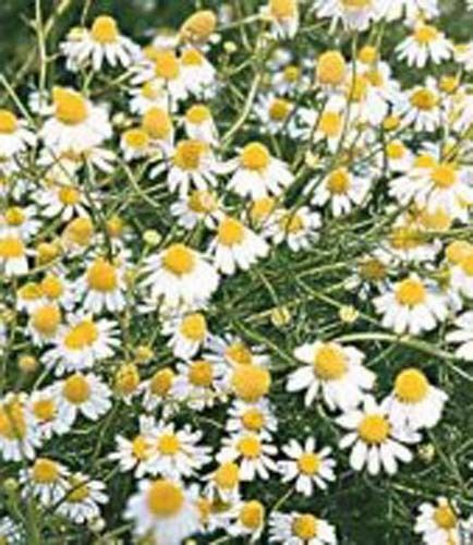 Chamomile German Garden Herb By Seed Kingdom 2,000 Seeds