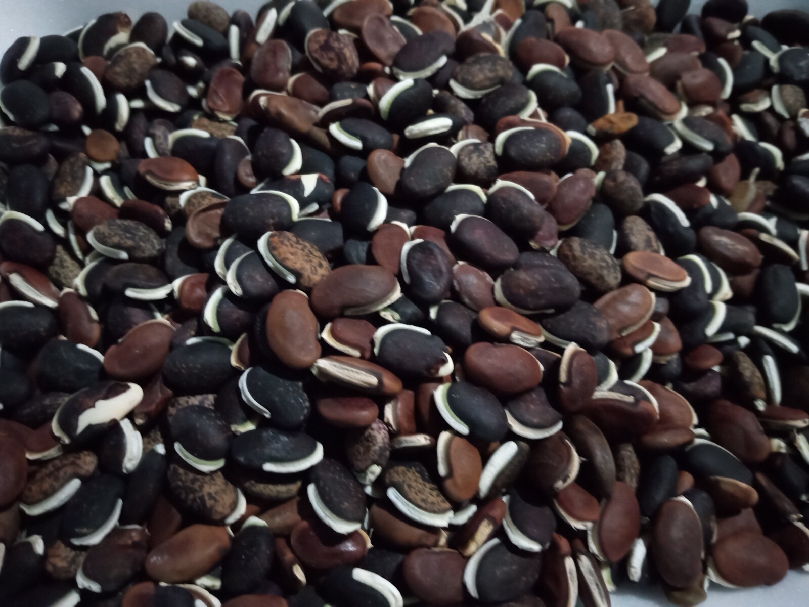 20 Purple Hyacinth Bean Seeds(Lablab purpureus) Grown In USA.