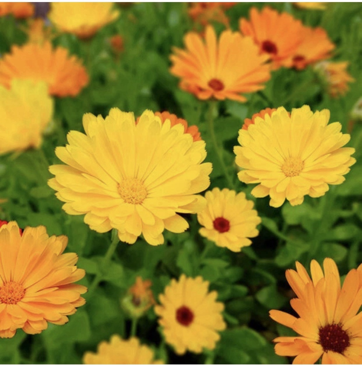 Fiesta Gitana Calendula Seeds | Heirloom / Non-GMO | Free Ship | Seed Store 1206