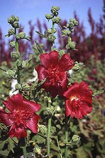 Alcea rosea Queeny Red 1,000 seeds