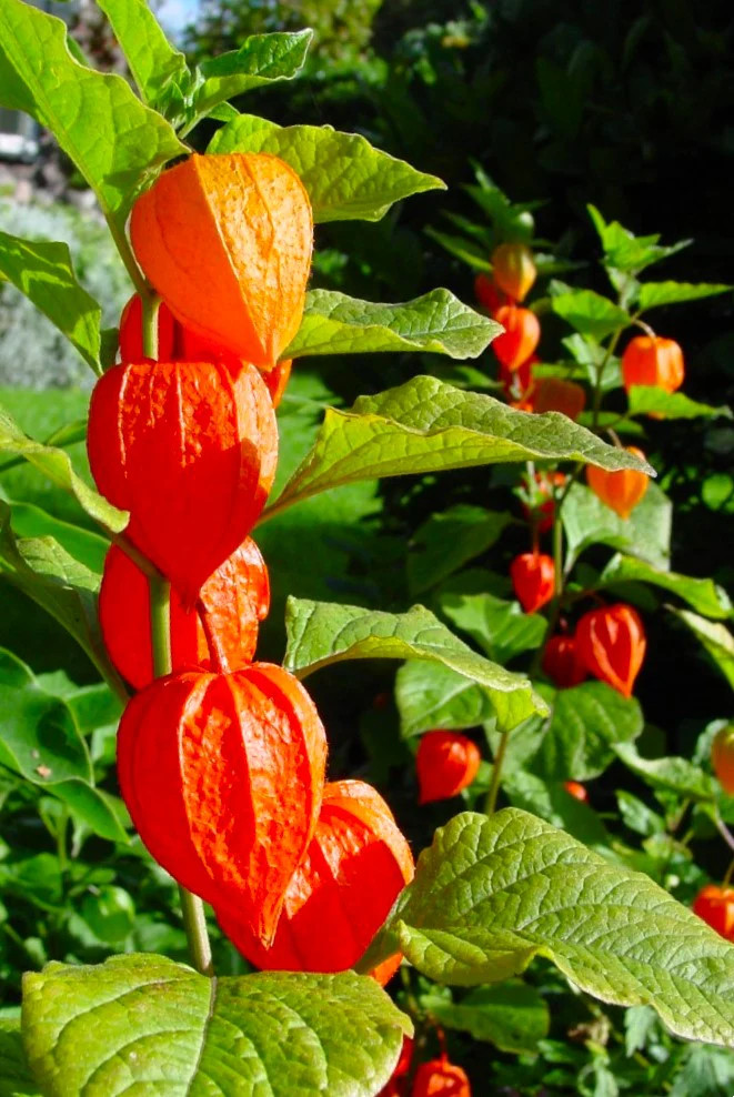Chinese Lantern Plant Seeds | Physalis Alkekengi Ground Cherry Gooseberry 2025