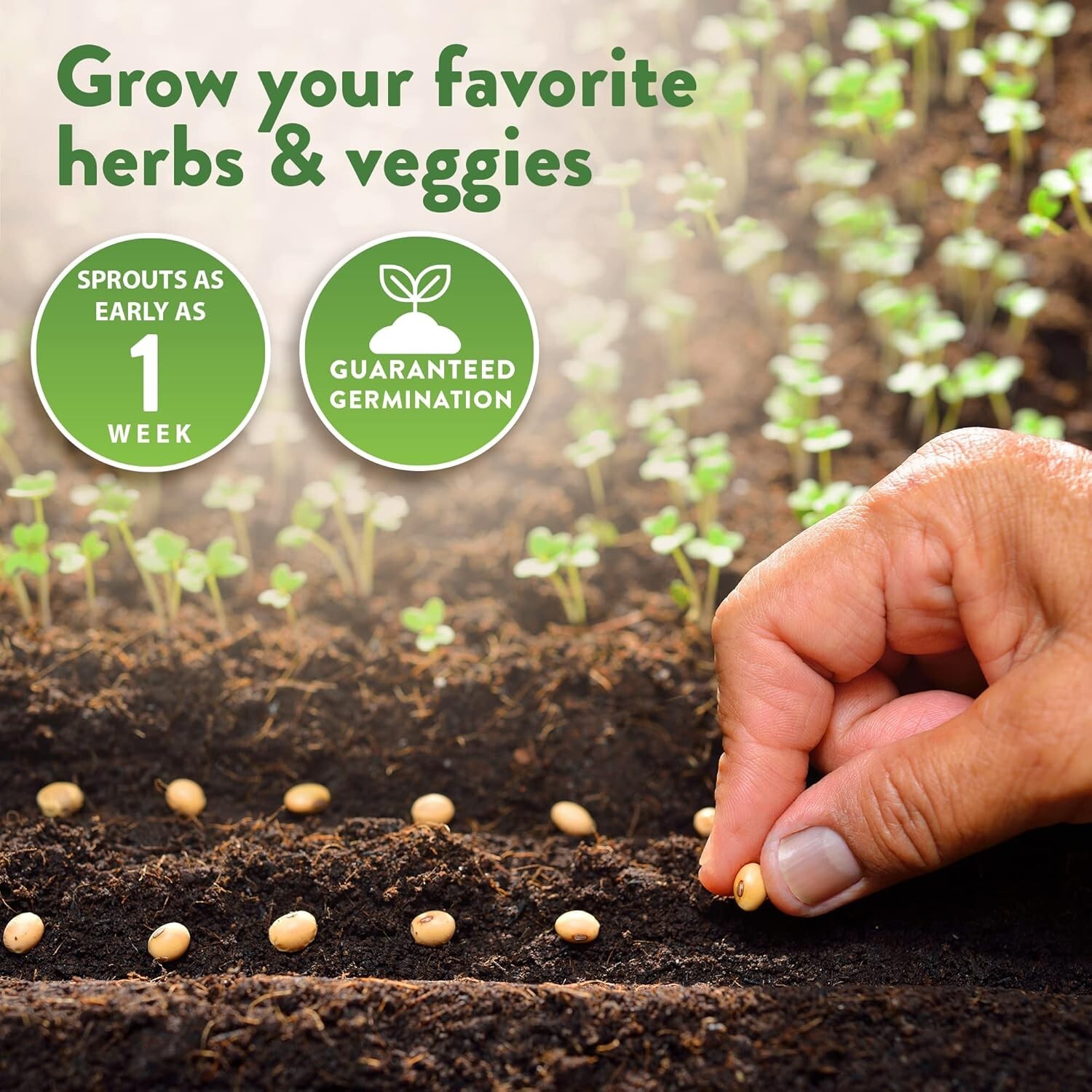 32,000+ Heirloom Seeds for Planting Vegetables and Herbs Bundle: 70 Unique Va…