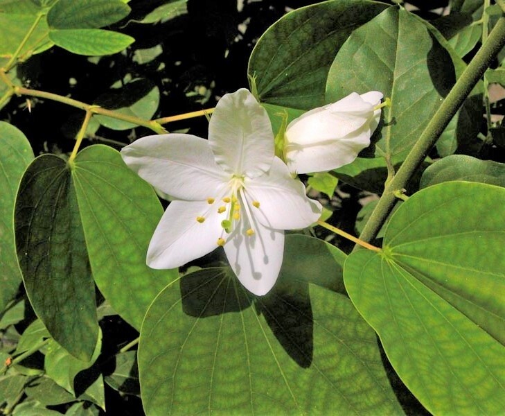 🌱 Bauhinia Racemosa 5 Seeds, Rare Medicinal Bidi Leaf Small Edible Tree Shrub